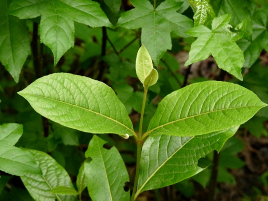 {Viburnum cassinoides}